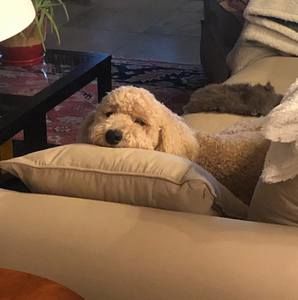 Meet your Posher, Pam